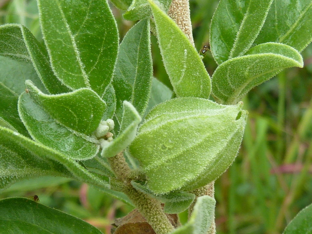 Gambar Ashwagandha