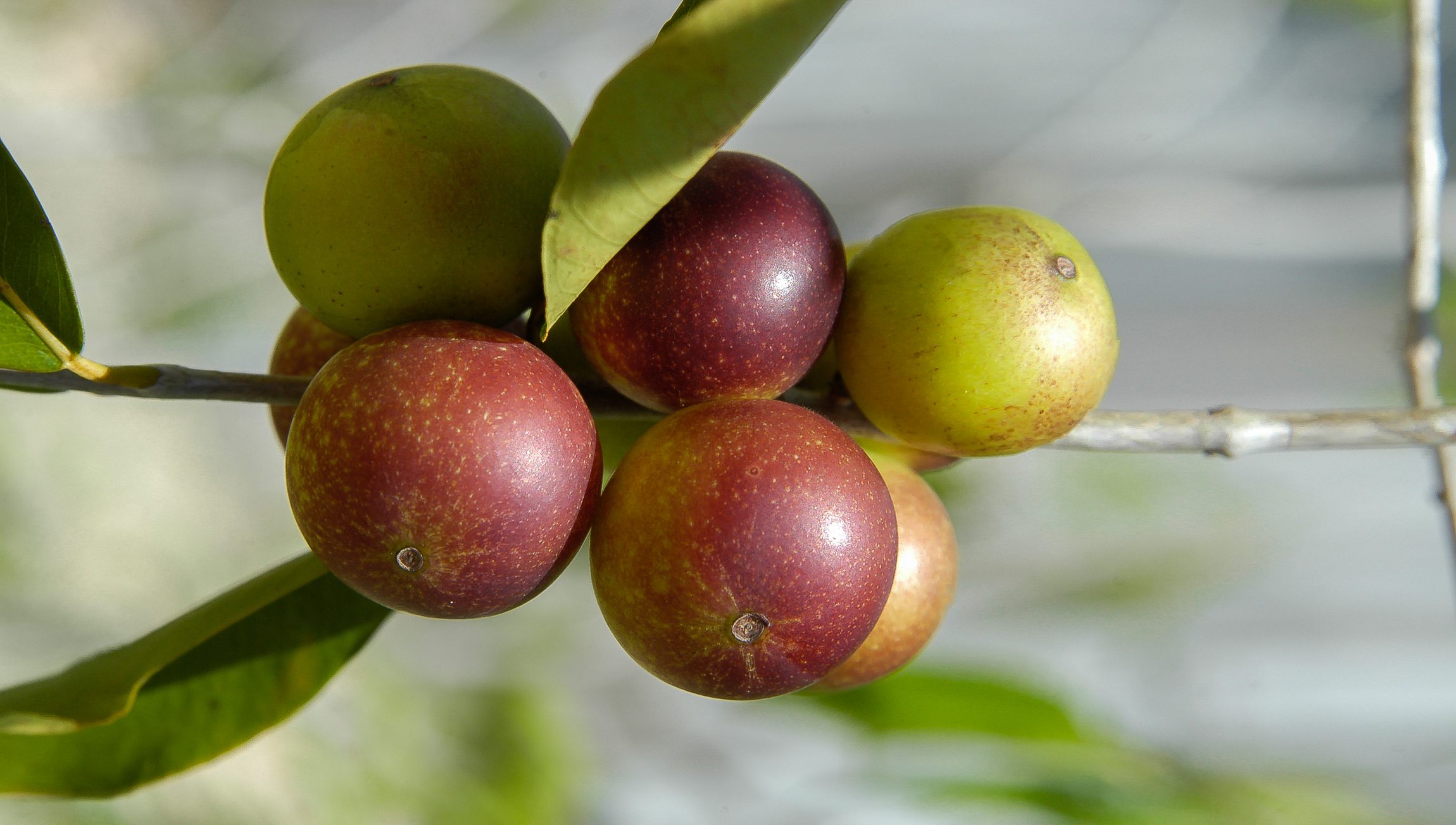 Gambar Camu-camu